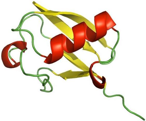 Graphic showing the small ubiquitous protein ubiquitin