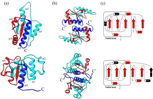 Structure of YbeA from Escherichia coli (top) and YibK from Haemophilus influenzae (bottom).