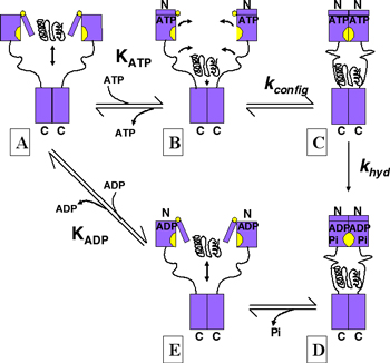 Model of action of the molecular chaperone Hsp90